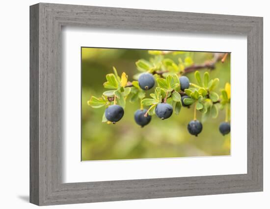 Chile, Patagonia. Calafate berries.-Jaynes Gallery-Framed Photographic Print