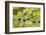 Chile, Patagonia. Calafate berries.-Jaynes Gallery-Framed Photographic Print