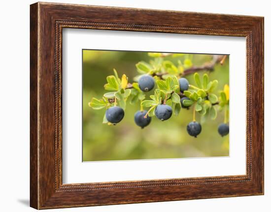 Chile, Patagonia. Calafate berries.-Jaynes Gallery-Framed Photographic Print