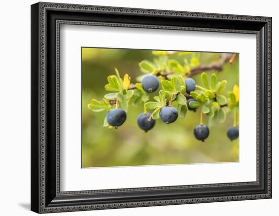 Chile, Patagonia. Calafate berries.-Jaynes Gallery-Framed Photographic Print