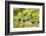 Chile, Patagonia. Calafate berries.-Jaynes Gallery-Framed Photographic Print