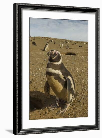 Chile, Patagonia, Isla Magdalena. Close-up of Magellanic Penguins-Cathy & Gordon Illg-Framed Photographic Print