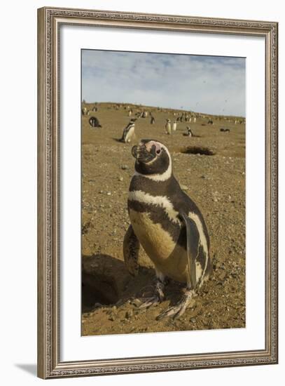 Chile, Patagonia, Isla Magdalena. Close-up of Magellanic Penguins-Cathy & Gordon Illg-Framed Photographic Print