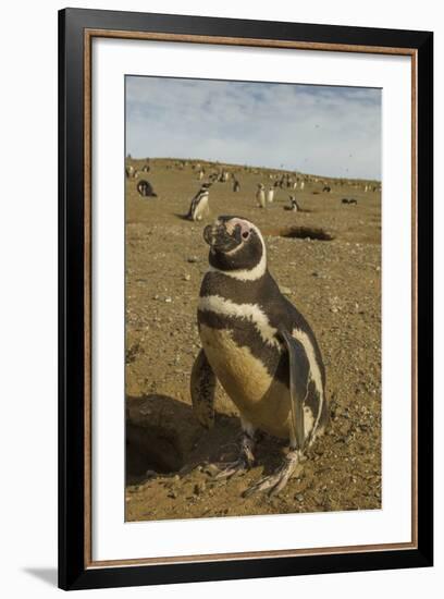 Chile, Patagonia, Isla Magdalena. Close-up of Magellanic Penguins-Cathy & Gordon Illg-Framed Photographic Print