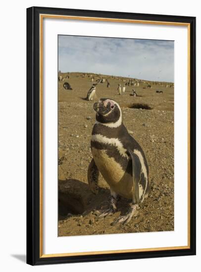 Chile, Patagonia, Isla Magdalena. Close-up of Magellanic Penguins-Cathy & Gordon Illg-Framed Photographic Print