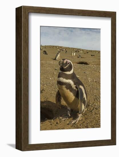 Chile, Patagonia, Isla Magdalena. Close-up of Magellanic Penguins-Cathy & Gordon Illg-Framed Photographic Print