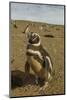 Chile, Patagonia, Isla Magdalena. Close-up of Magellanic Penguins-Cathy & Gordon Illg-Mounted Photographic Print