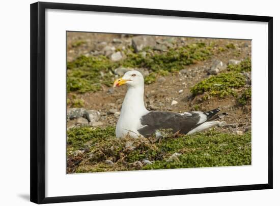 Chile, Patagonia, Isla Magdalena. Kelp Gull Adult on Nest-Cathy & Gordon Illg-Framed Photographic Print