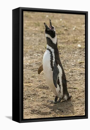 Chile, Patagonia, Isla Magdalena. Magellanic Penguin Adult Braying-Cathy & Gordon Illg-Framed Premier Image Canvas