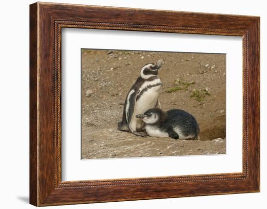 Chile, Patagonia, Isla Magdalena. Magellanic Penguin and Chick at Nest-Cathy & Gordon Illg-Framed Photographic Print