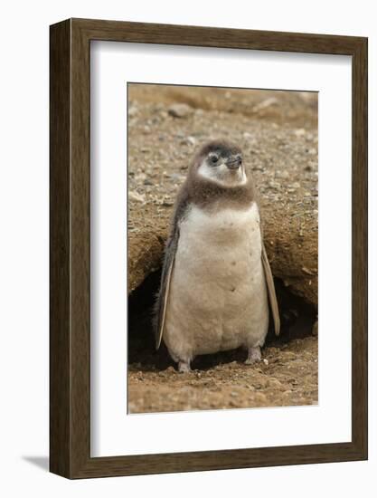 Chile, Patagonia, Isla Magdalena. Magellanic Penguin Chick at Burrow-Cathy & Gordon Illg-Framed Photographic Print