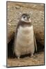 Chile, Patagonia, Isla Magdalena. Magellanic Penguin Chick at Burrow-Cathy & Gordon Illg-Mounted Photographic Print