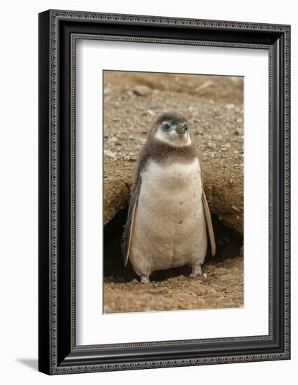 Chile, Patagonia, Isla Magdalena. Magellanic Penguin Chick at Burrow-Cathy & Gordon Illg-Framed Photographic Print