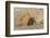 Chile, Patagonia, Isla Magdalena. Magellanic Penguin Digging Burrow-Cathy & Gordon Illg-Framed Photographic Print