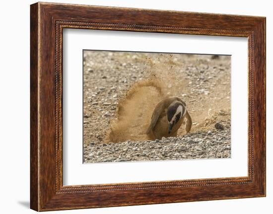 Chile, Patagonia, Isla Magdalena. Magellanic Penguin Digging Burrow-Cathy & Gordon Illg-Framed Photographic Print