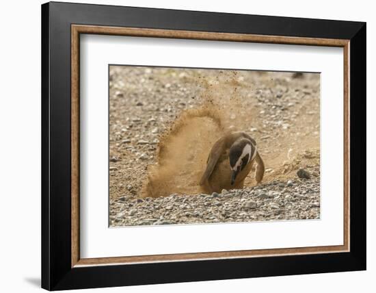 Chile, Patagonia, Isla Magdalena. Magellanic Penguin Digging Burrow-Cathy & Gordon Illg-Framed Photographic Print