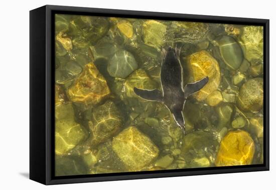 Chile, Patagonia, Isla Magdalena. Magellanic Penguin in Water-Cathy & Gordon Illg-Framed Premier Image Canvas