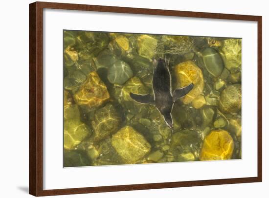 Chile, Patagonia, Isla Magdalena. Magellanic Penguin in Water-Cathy & Gordon Illg-Framed Photographic Print