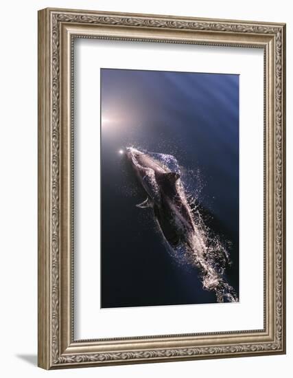 Chile, Patagonia, Lake District. Peale's Dolphin in Estero Cahuelmo.-Fredrik Norrsell-Framed Photographic Print