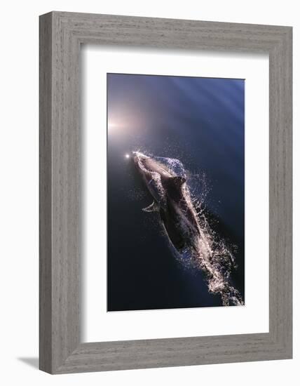 Chile, Patagonia, Lake District. Peale's Dolphin in Estero Cahuelmo.-Fredrik Norrsell-Framed Photographic Print