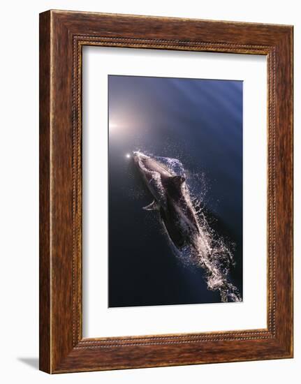 Chile, Patagonia, Lake District. Peale's Dolphin in Estero Cahuelmo.-Fredrik Norrsell-Framed Photographic Print