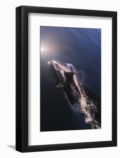 Chile, Patagonia, Lake District. Peale's Dolphin in Estero Cahuelmo.-Fredrik Norrsell-Framed Photographic Print