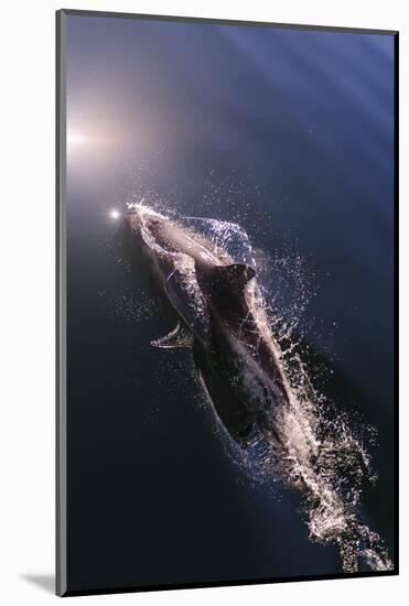 Chile, Patagonia, Lake District. Peale's Dolphin in Estero Cahuelmo.-Fredrik Norrsell-Mounted Photographic Print