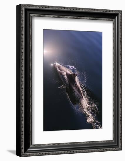 Chile, Patagonia, Lake District. Peale's Dolphin in Estero Cahuelmo.-Fredrik Norrsell-Framed Photographic Print