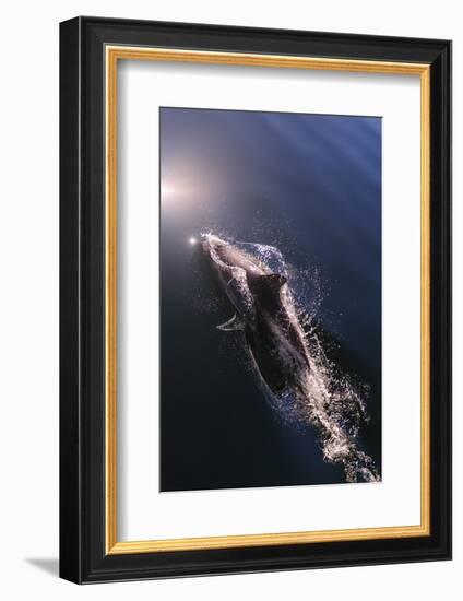 Chile, Patagonia, Lake District. Peale's Dolphin in Estero Cahuelmo.-Fredrik Norrsell-Framed Photographic Print