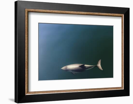 Chile, Patagonia, Lake District. Peale's Dolphin in Estero Cahuelmo.-Fredrik Norrsell-Framed Photographic Print