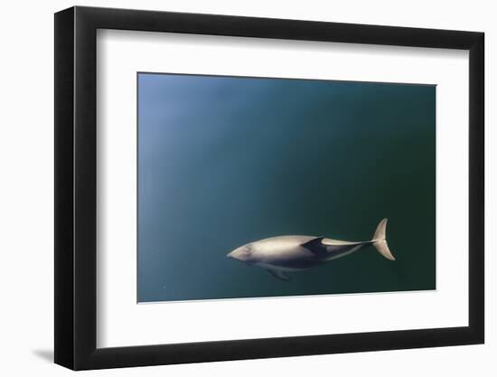 Chile, Patagonia, Lake District. Peale's Dolphin in Estero Cahuelmo.-Fredrik Norrsell-Framed Photographic Print