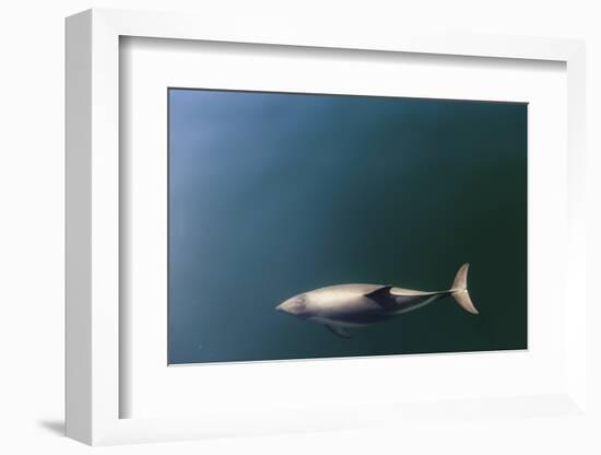 Chile, Patagonia, Lake District. Peale's Dolphin in Estero Cahuelmo.-Fredrik Norrsell-Framed Photographic Print