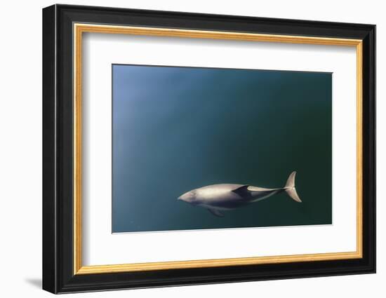 Chile, Patagonia, Lake District. Peale's Dolphin in Estero Cahuelmo.-Fredrik Norrsell-Framed Photographic Print