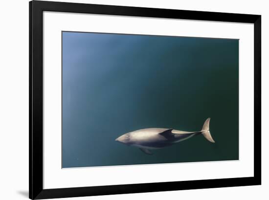 Chile, Patagonia, Lake District. Peale's Dolphin in Estero Cahuelmo.-Fredrik Norrsell-Framed Premium Photographic Print