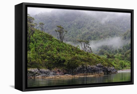 Chile, Patagonia, Lake District, Pumalin National Park. Valdivian rainforest-Fredrik Norrsell-Framed Premier Image Canvas