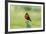 Chile, Patagonia. Long-tailed meadowlark singing.-Jaynes Gallery-Framed Premium Photographic Print