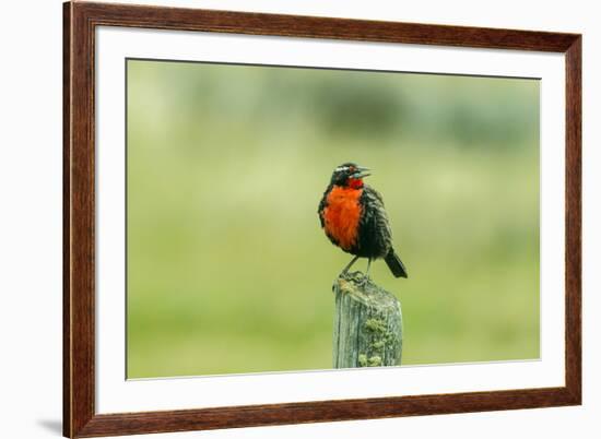 Chile, Patagonia. Long-tailed meadowlark singing.-Jaynes Gallery-Framed Premium Photographic Print