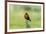 Chile, Patagonia. Long-tailed meadowlark singing.-Jaynes Gallery-Framed Premium Photographic Print