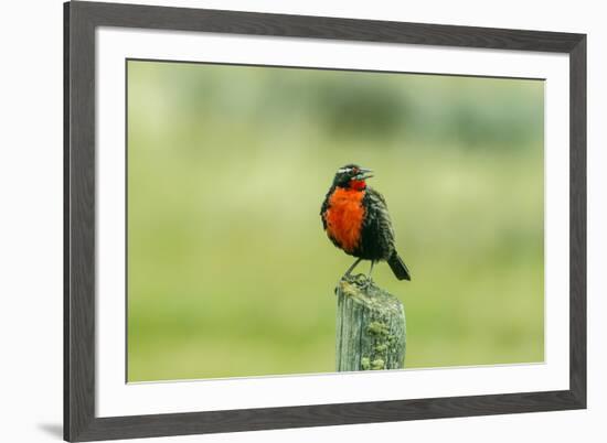 Chile, Patagonia. Long-tailed meadowlark singing.-Jaynes Gallery-Framed Premium Photographic Print