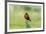 Chile, Patagonia. Long-tailed meadowlark singing.-Jaynes Gallery-Framed Premium Photographic Print