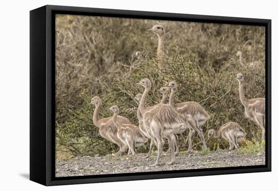 Chile, Patagonia. Male rhea and chicks.-Jaynes Gallery-Framed Premier Image Canvas