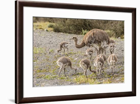 Chile, Patagonia. Male rhea and chicks.-Jaynes Gallery-Framed Premium Photographic Print