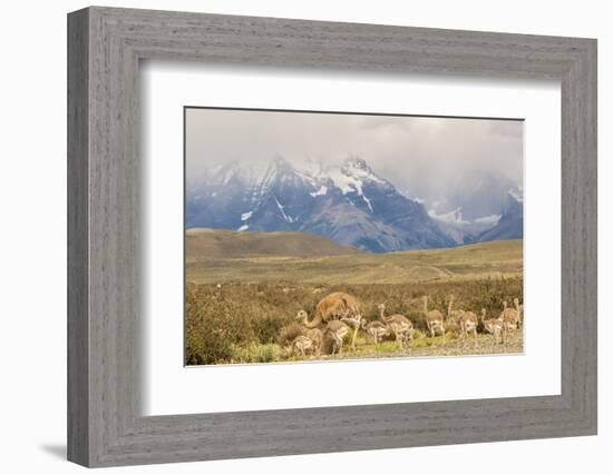 Chile, Patagonia. Rhea father and chicks.-Jaynes Gallery-Framed Photographic Print