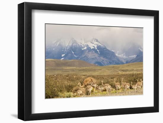 Chile, Patagonia. Rhea father and chicks.-Jaynes Gallery-Framed Photographic Print