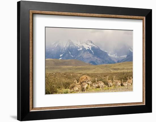 Chile, Patagonia. Rhea father and chicks.-Jaynes Gallery-Framed Photographic Print