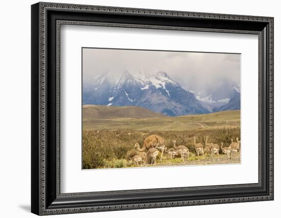 Chile, Patagonia. Rhea father and chicks.-Jaynes Gallery-Framed Photographic Print