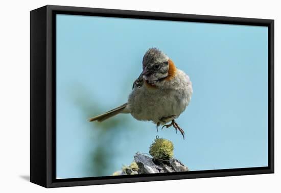 Chile, Patagonia. Rufous-collared sparrow jumping.-Jaynes Gallery-Framed Premier Image Canvas