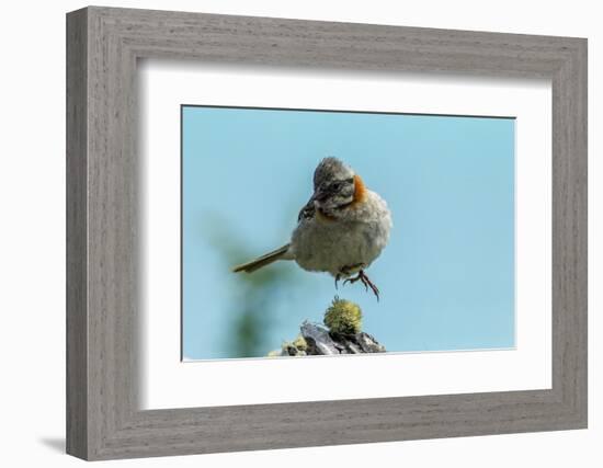 Chile, Patagonia. Rufous-collared sparrow jumping.-Jaynes Gallery-Framed Photographic Print