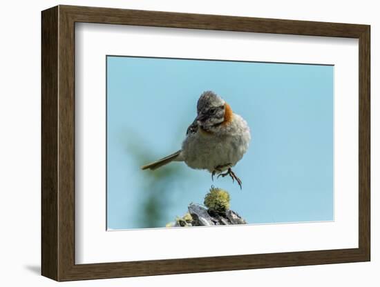 Chile, Patagonia. Rufous-collared sparrow jumping.-Jaynes Gallery-Framed Photographic Print