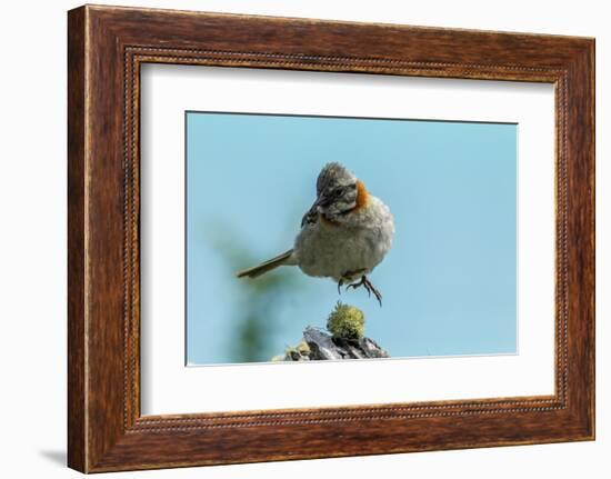 Chile, Patagonia. Rufous-collared sparrow jumping.-Jaynes Gallery-Framed Photographic Print